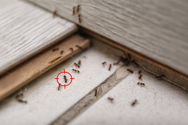 Professional Pest Control in Mcadenville, NC