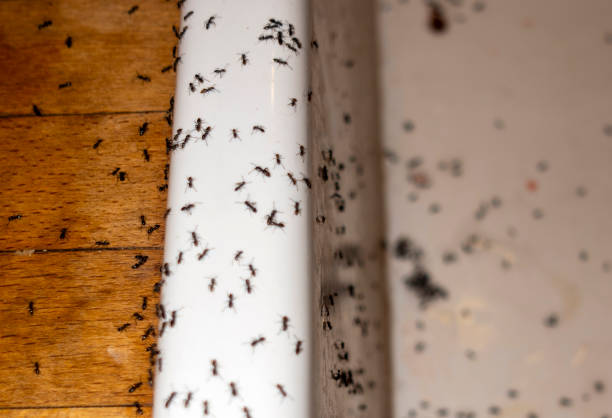  Mcadenville, NC Pest Control Pros